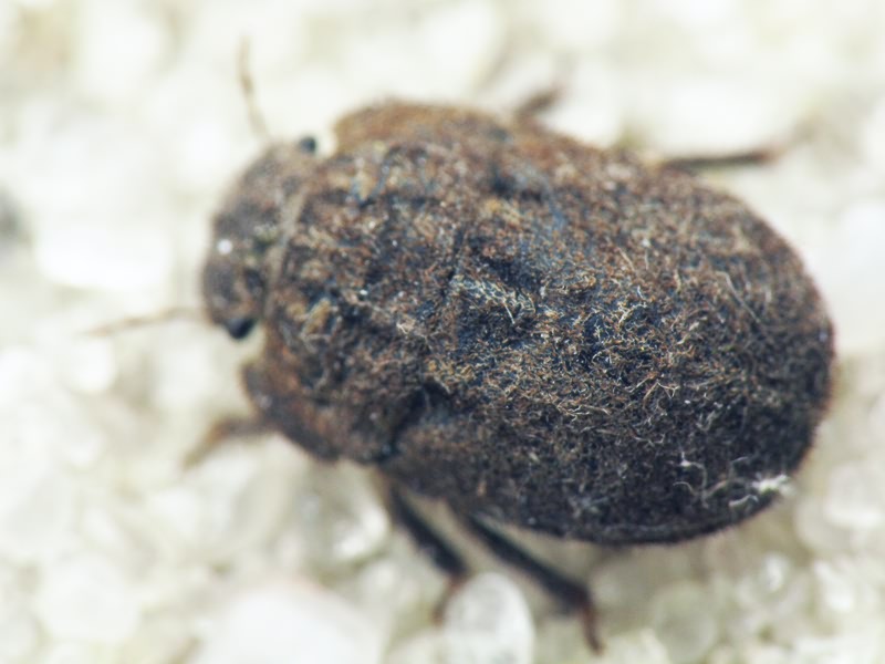 Odontoscelis (Obscuromorpha) hispidula (Jakovlev, 1874)